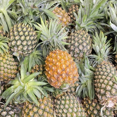 【2026年7月上旬より順次発送】道の駅の局長が厳選した「スナックパイン」約2kg(3玉～6玉)【配送不可地域：離島】