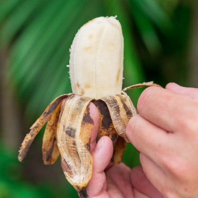 【発送月固定定期便】国頭村アドバンス・ファーム直送!モチモチ食感のアップルバナナ定期便全3回