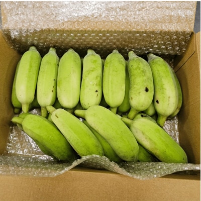 【栽培期間中農薬不使用】やんばるバナナ1.5kg(10～24本)