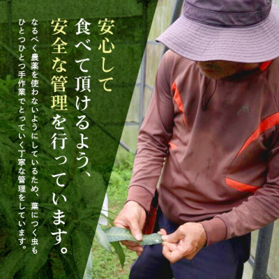 【2026年6月から順次発送】優品アーウィンマンゴー5kg(8～12玉)【配送不可地域：離島】