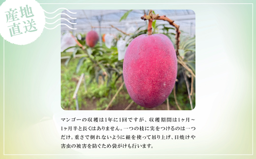 【2026年6月中旬から順次発送】贈答用のアップルマンゴー1kg【配送不可地域：離島】