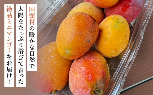 【2026年6月から順次発送】数量限定の訳ありミニマンゴー1kg【配送不可地域：離島】