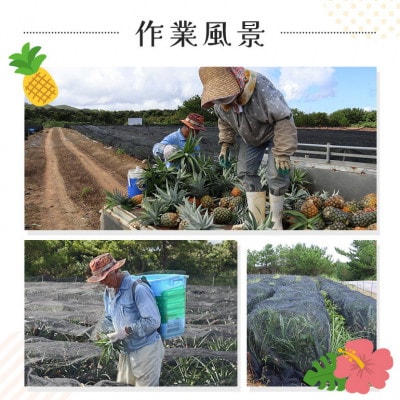 【2026年7月から順次発送】パイナップルの王道 Nパイン2玉【配送不可地域：離島】