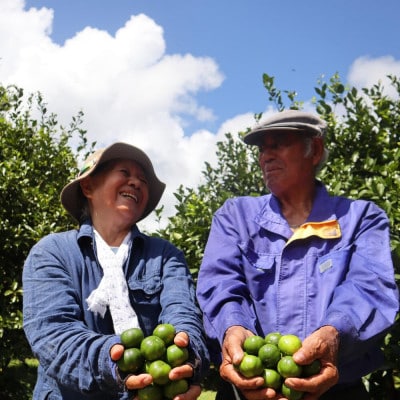 【2026年9月頃から順次発送】道の駅 ゆいゆい国頭が厳選した青切りシークヮーサー2kg