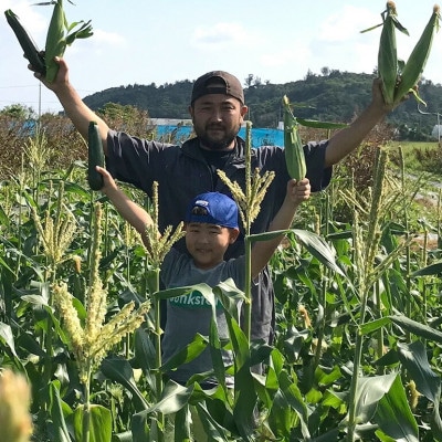 【2026年4～5月頃順次発送】春獲れ一番!極甘くんじゃんこーん 8本 とうもろこし【配送不可地域：離島】