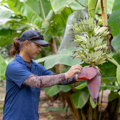 【2026年1月から順次発送】もっちもち食感のアップルバナナ1.5kg(10～24本)
