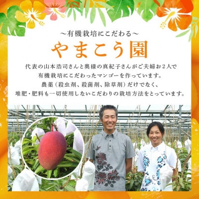 【2026年7月上旬から順次発送・有機JAS認証】オーガニックマンゴー1kg(2～3玉)【配送不可地域：離島】