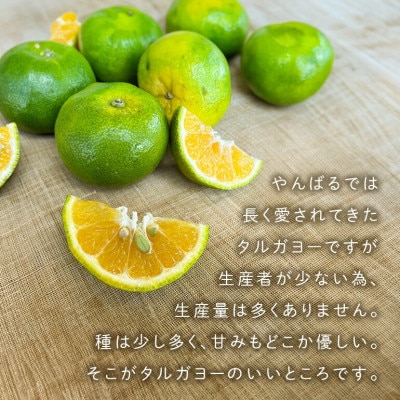 【2026年10月頃から順次発送】地元で愛されてきた在来みかん タルガヨー3kg
