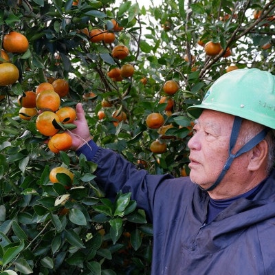 【2025年12月頃から順次発送】やんばる国頭村産の島みかん おお紅 3kg