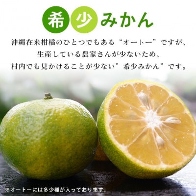 【2026年10月頃から順次発送】やんばる国頭村産 希少な島みかん「オートー」3kg