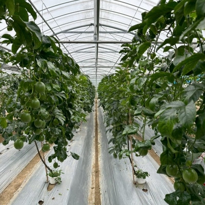 【2025年12月から順次発送】国頭村産パッションフルーツ イエロークイーン 1kg(5～7玉)