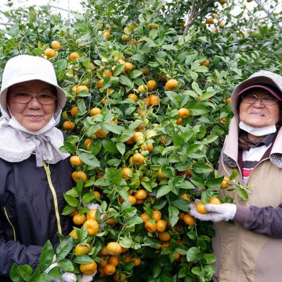 【2026年1月から順次発送】黄金に輝くフルーツシークヮーサー 3kg