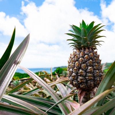 【2026年7月上旬より順次発送】道の駅の局長が厳選した「スナックパイン」約2kg(3玉～6玉)【配送不可地域：離島】