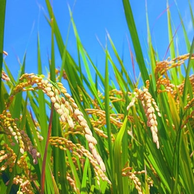 琉球泡盛「MARUTA CLASSIC 40度」＆2025年収穫・国頭産ひとめぼれの贅沢セット