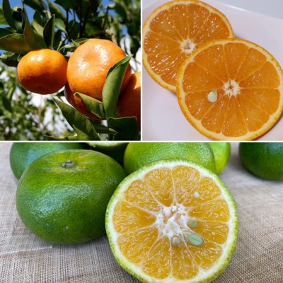 【発送月固定定期便】南国プレミアムフルーツ定期便(マンゴー＆パイナップル2種＆柑橘3種)全6回【配送不可地域：離島】