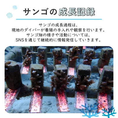 離れていても応援できる!国頭村の「サンゴ株主」プログラム10株