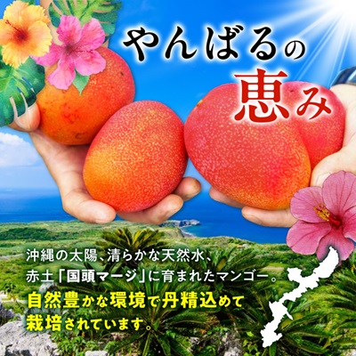 【2026年7月から順次発送・訳あり】燦々マンゴー1.5kg(3～6玉)【配送不可地域：離島】 1.5㎏（3～6玉）