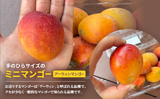 【2026年6月から順次発送】数量限定の訳ありミニマンゴー1kg【配送不可地域：離島】