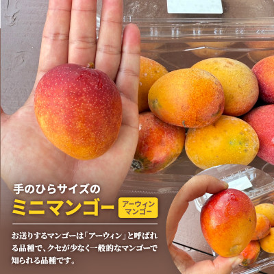 【2026年6月から順次発送】数量限定の訳ありミニマンゴー2kg【配送不可地域：離島】