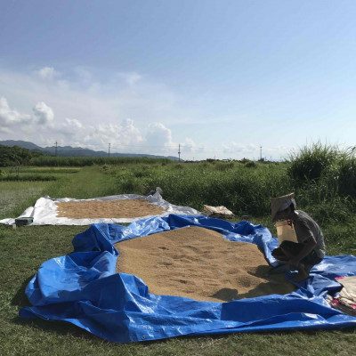 【令和7年産新米】沖縄の農家直送 ひとめぼれ 玄米(栽培期間中農薬不使用)2kg