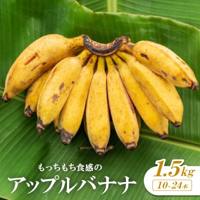 【2026年1月から順次発送】もっちもち食感のアップルバナナ1.5kg(10～24本)