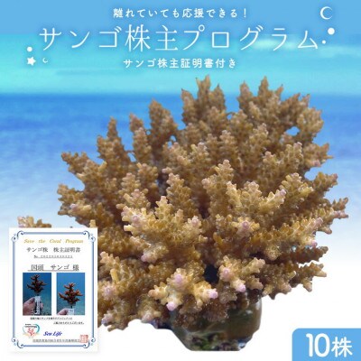 離れていても応援できる!国頭村の「サンゴ株主」プログラム10株