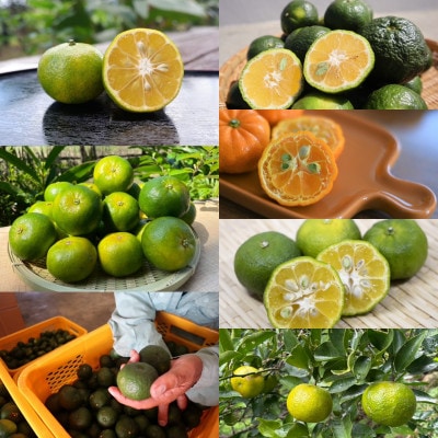 【発送月固定定期便】やんばるの島みかんまるっと定期便全6回