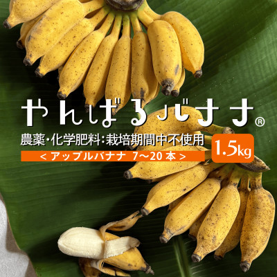 【栽培期間中農薬不使用】やんばるバナナ1.5kg(7～20本)