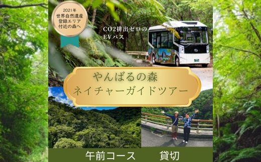 【1ヶ月前予約必須】やんばるの森ネイチャーガイドEVバスツアー 午前コース 貸切(最大16名乗車可能