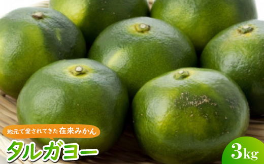 【2026年10月頃から順次発送】地元で愛されてきた在来みかん タルガヨー3kg