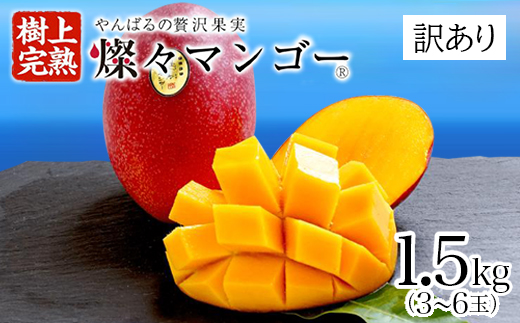【2025年発送・訳あり】燦々マンゴー1.5kg(3～6玉)【配送不可地域：離島】 1.5㎏（3～6玉）