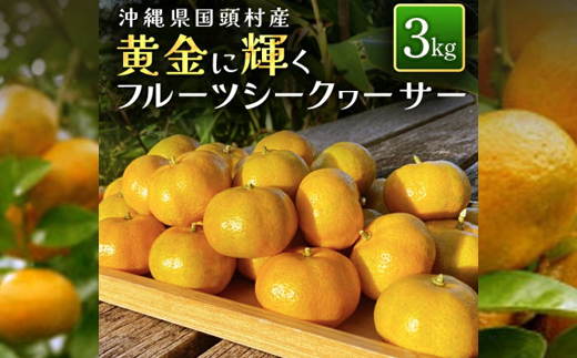 【2026年1月から順次発送】黄金に輝くフルーツシークヮーサー 3kg