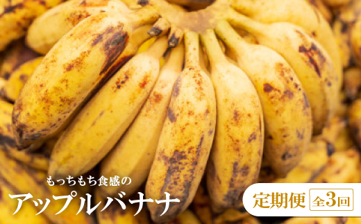 【発送月固定定期便】国頭村アドバンス・ファーム直送!モチモチ食感のアップルバナナ定期便全3回