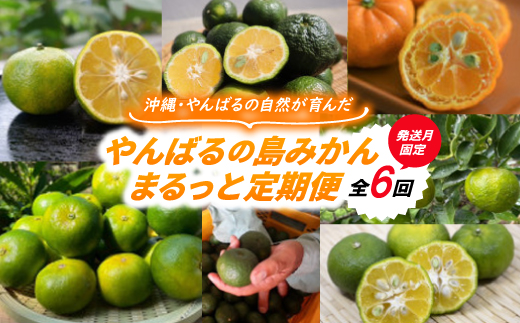 【発送月固定定期便】やんばるの島みかんまるっと定期便全6回