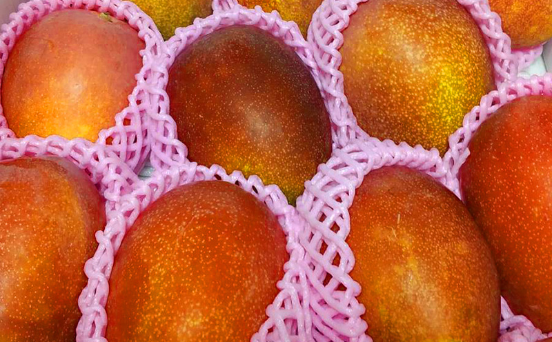 【2026年発送】大宜味村産 アーウィン種マンゴー　家庭用1.5キロ以上 フルーツ 果物 くだもの 果実 沖縄 大宜味村 食べ物 国産 南国 県産 産地直送 家庭用 まんごー トロピカル 送料無料 甘味 スイーツ お取り寄せ デザート マンゴー