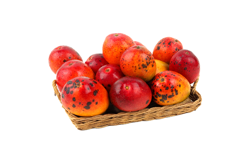 【9月・数量限定企画】【2026年発送】生産者応援！！訳ありだが美味しい完熟アップルマンゴー約2kg　農園直送！ 訳アリ 先行予約 沖縄 甘味 糖度 濃厚 美味しい 自分用 おいしい ふるさと納税 とろける甘さ 香り アーウィン 果汁 送料無料 箱入り トロピカル フードロス わけあり ２キロ