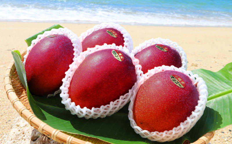 【2026年発送】濃密マンゴー《秀品・約4kg》大宜味村農家さんから直送 秀品 先行予約 沖縄 甘味 糖度 濃厚 おいしい お土産 まんごー アーウィン 果物 くだもの 果実 送料無料 ふるさと納税 ４キロ トロピカル 化粧箱入り 食べ物 フルーツ