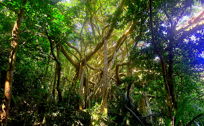 沖縄県北部やんばる・ガジュマルの王様に会いに行こう♪【2名様】