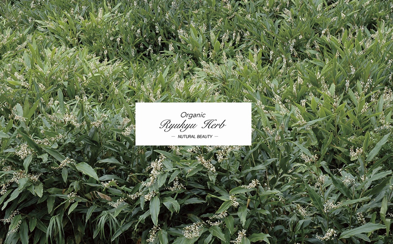 丸海きあら【月桃モリンガオイル】月桃とモリンガの出会い