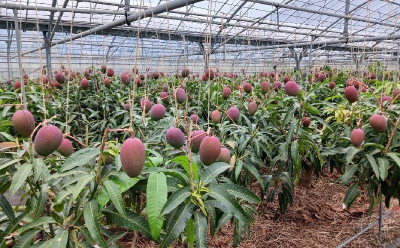 【2026年発送】ご家庭用！濃密マンゴー《家庭用・約2kg》農家さんより直送！ 家庭用 先行予約 沖縄 甘味 糖度 濃厚 おいしい お土産 まんごー アーウィン 果物 くだもの 果実 送料無料 ふるさと納税 ２キロ トロピカル 箱入り 食べ物 フルーツ