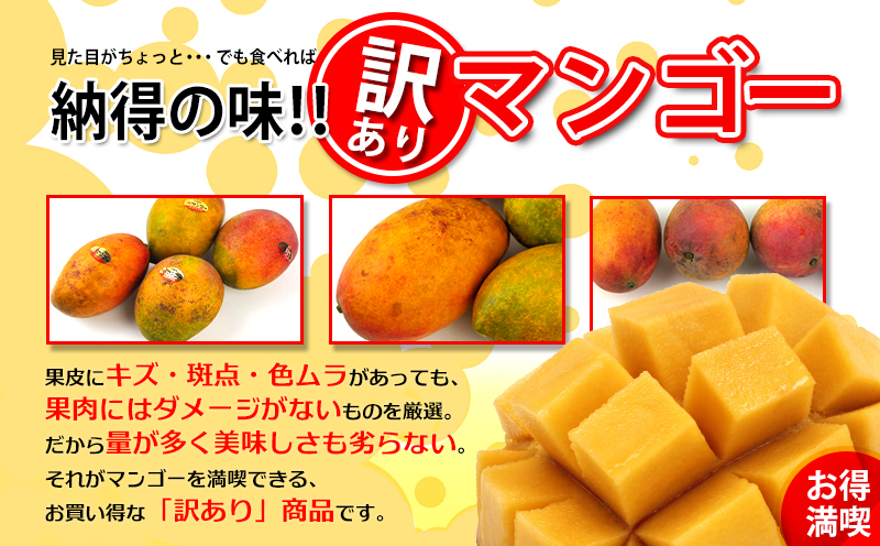 【2026年発送】訳あり品！！大宜味村産マンゴー【約2kg・白箱】 訳アリ 先行予約 沖縄 甘味 糖度 濃厚 おいしい お土産 まんごー アーウィン 果物 くだもの 果実 送料無料 ふるさと納税 ２キロ トロピカル 箱入り 食べ物 フルーツ