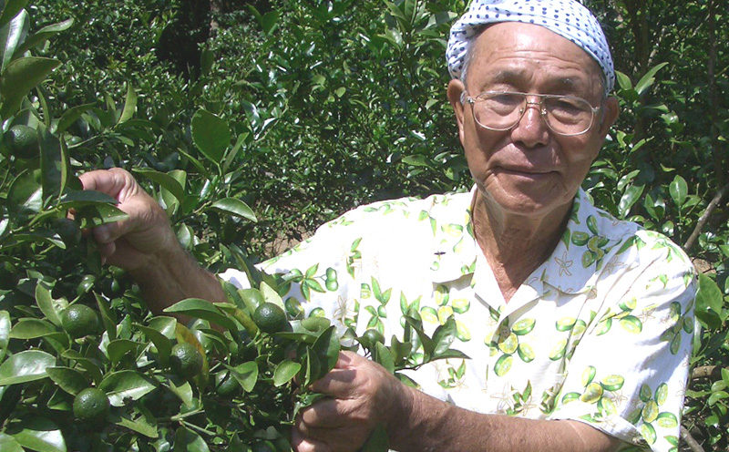 沖縄県大宜味村産100％　青切りシークヮーサー2L　2本セット 沖縄 おきなわ 青切り ドリンク カクテル割り 大宜味村 ノビレチン 2リットル すっきり ドレッシング 調味料 隠し味 話題 国産 県産 すっぱい やんばる 業務用 炭酸割り アレンジ料理