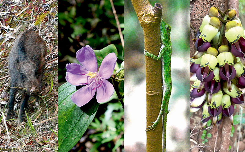 沖縄県北部やんばる・ガジュマルの王様に会いに行こう♪【2名様】