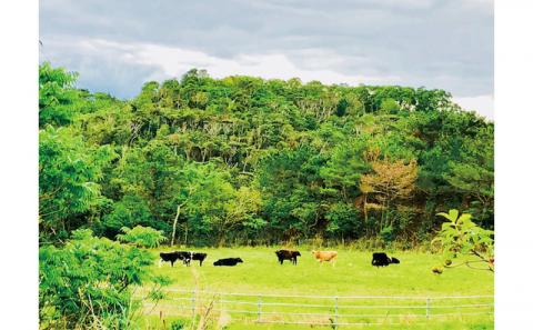 自然の中でバター作り&パン作り体験！きゆな牧場（4名様）