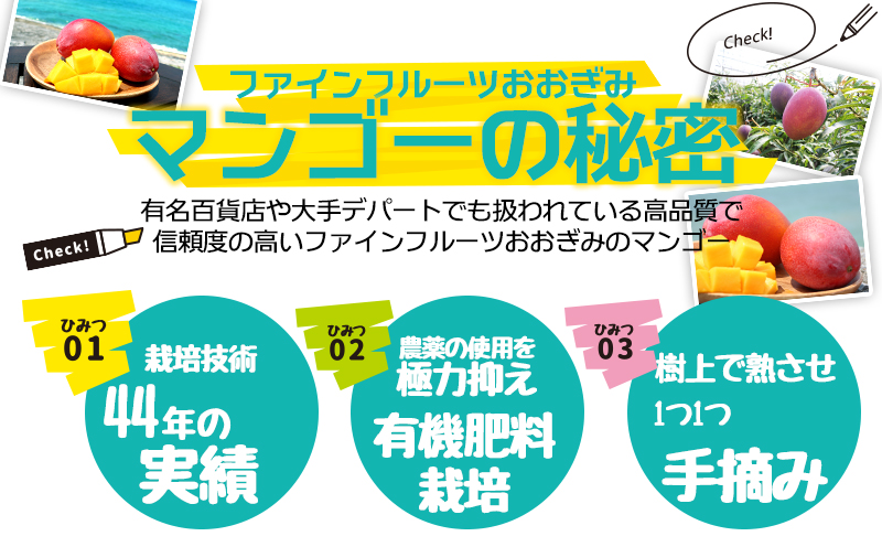 【9月・数量限定企画】【2026年発送】ご家庭用でも極上に美味しい完熟アップルマンゴー約1.5kg　農園直送！ 家庭用 先行予約 沖縄 甘味 糖度 濃厚 美味しい お土産 おいしい ふるさと納税 とろける甘さ 香り アーウィン 果汁 送料無料 箱入り トロピカル 普段使い 自分用 ご褒美