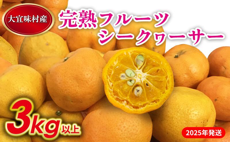 【2025年発送】完熟フルーツシークヮーサー　3kg 沖縄 おきなわ 大宜味村 果物 くだもの 果実 シークワーサー しーくわーさー 完熟 沖縄県産 産地直送 お取り寄せ 人気 食品 送料無料 国産 県産 ご当地 やんばる ノビレチン