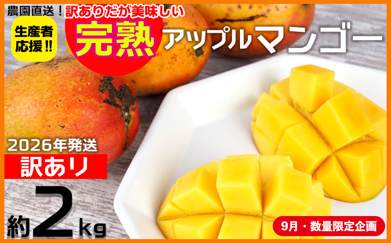 【9月・数量限定企画】【2026年発送】生産者応援！！訳ありだが美味しい完熟アップルマンゴー約2kg　農園直送！ 訳アリ 先行予約 沖縄 甘味 糖度 濃厚 美味しい 自分用 おいしい ふるさと納税 とろける甘さ 香り アーウィン 果汁 送料無料 箱入り トロピカル フードロス わけあり ２キロ