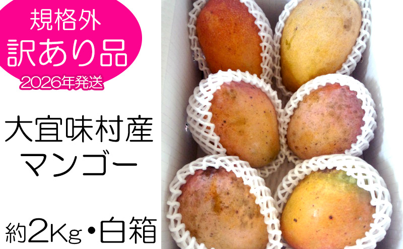 【2026年発送】訳あり品！！大宜味村産マンゴー【約2kg・白箱】 訳アリ 先行予約 沖縄 甘味 糖度 濃厚 おいしい お土産 まんごー アーウィン 果物 くだもの 果実 送料無料 ふるさと納税 ２キロ トロピカル 箱入り 食べ物 フルーツ