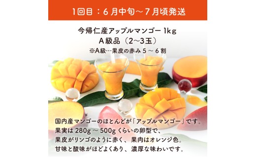 【お試し定期便】稀少3色マンゴー食べ比べセット（赤・黄