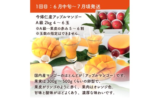 【定期便】稀少3色マンゴー（赤・黄・緑）【2026年　赤：6